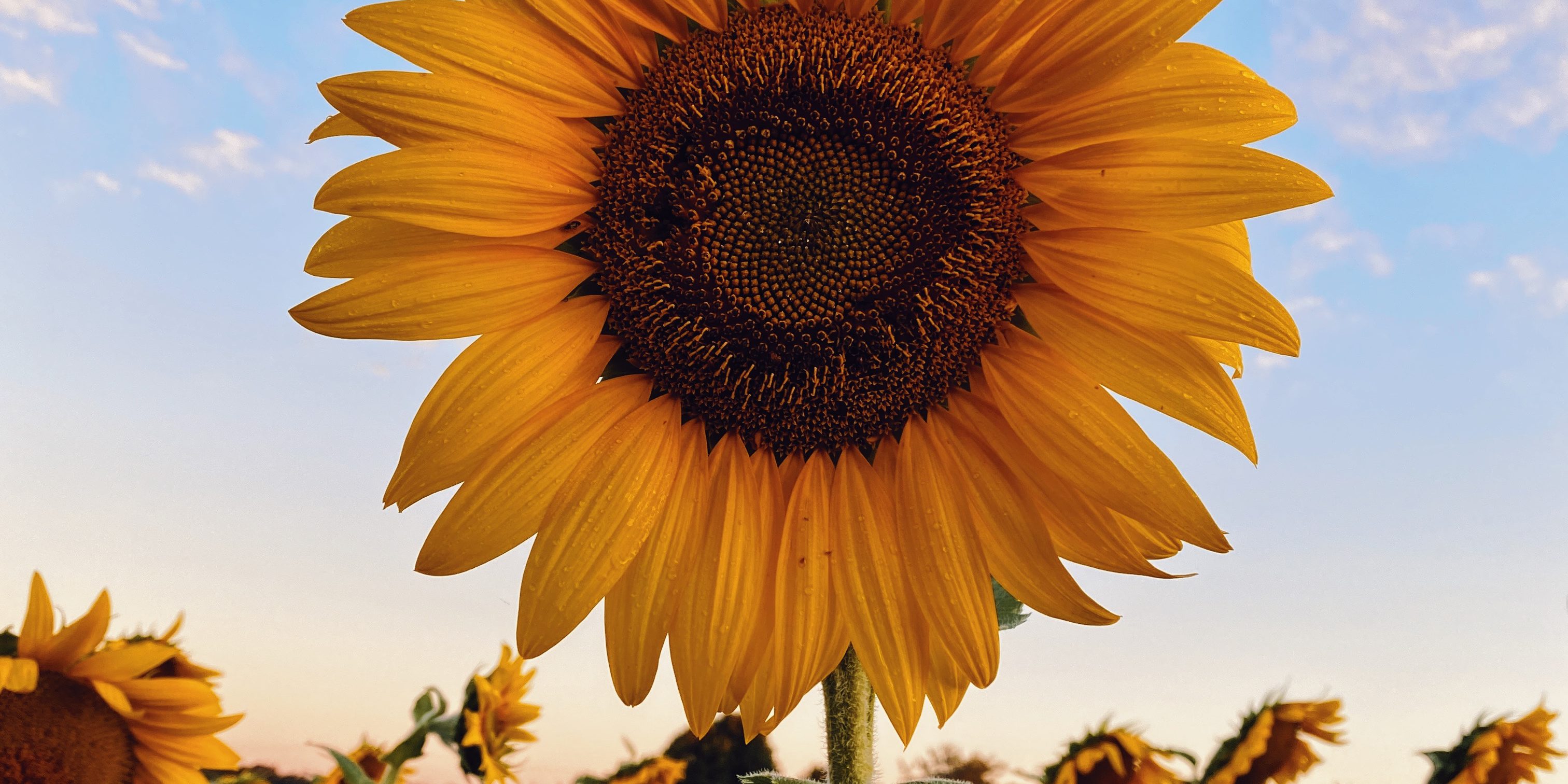 aaron-burden-2IzoIHBgYAo-unsplash